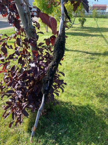 Tree infected with Black Knot fungus. Its tree trunk has a black mass enveloping it.