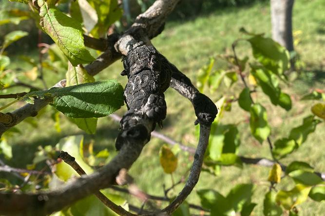 Black knot fungus infected tree branch.