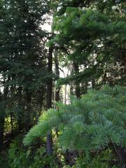 Tree foliage in the middle of a wooded area.