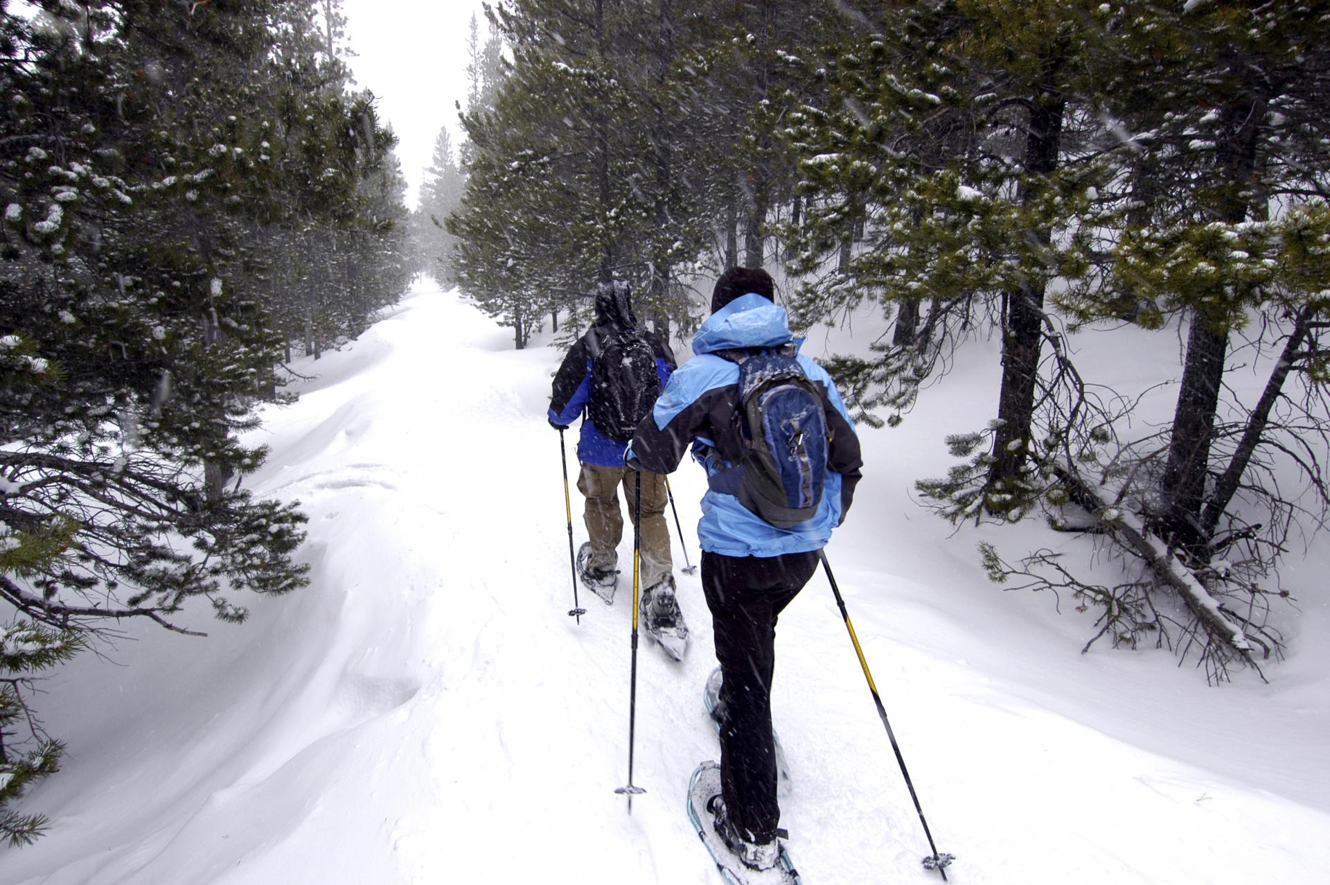 Two people snowshoeing through a snowed in wooded area.