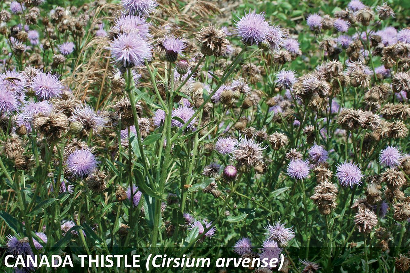 Patch of grass full of Canada Thistle.