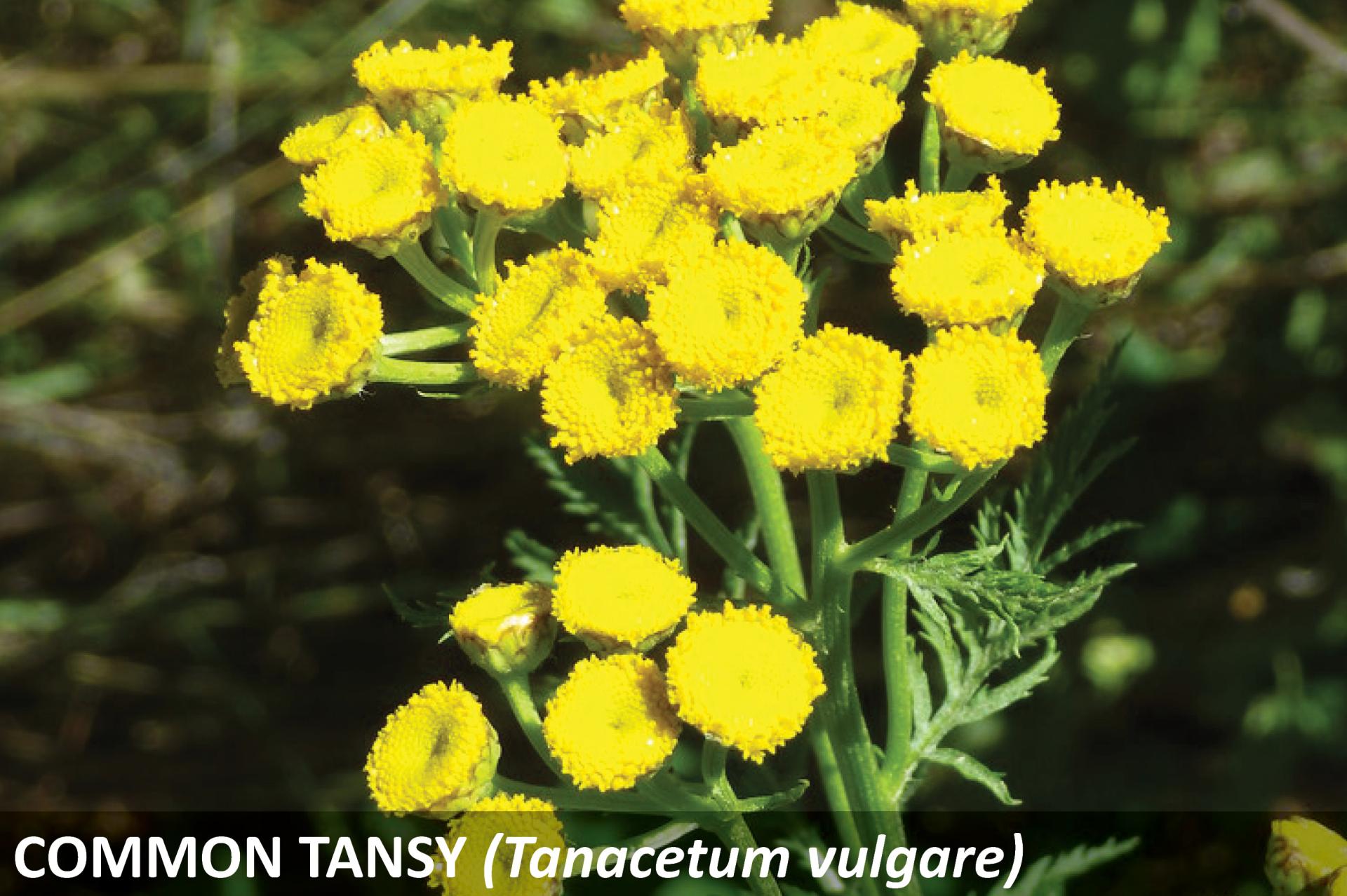 Common tansy plant in full bloom. The plant has bright, yellow flowers.