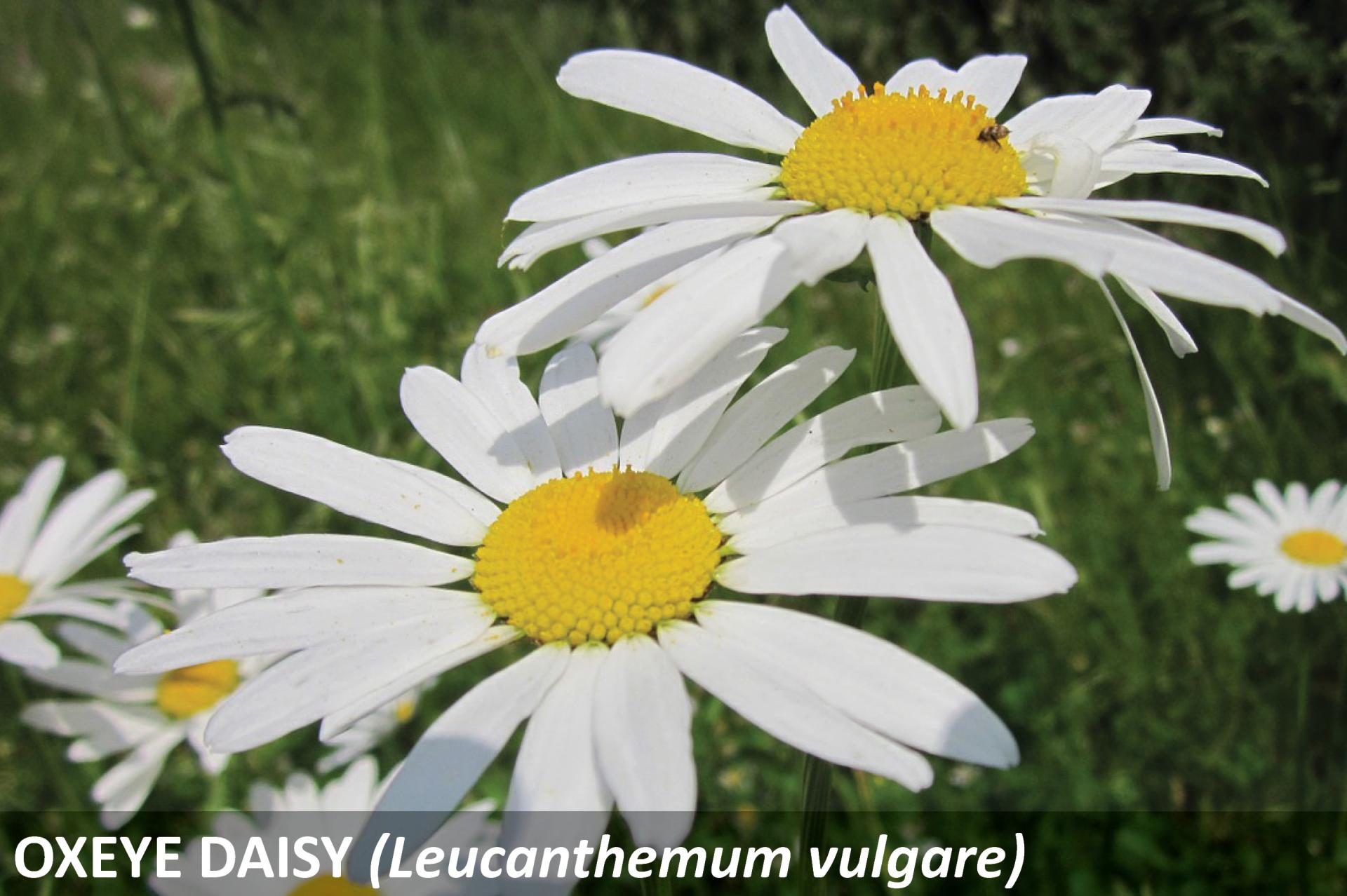 Fully blooming oxeye Daisy. There are flowers with white petals.