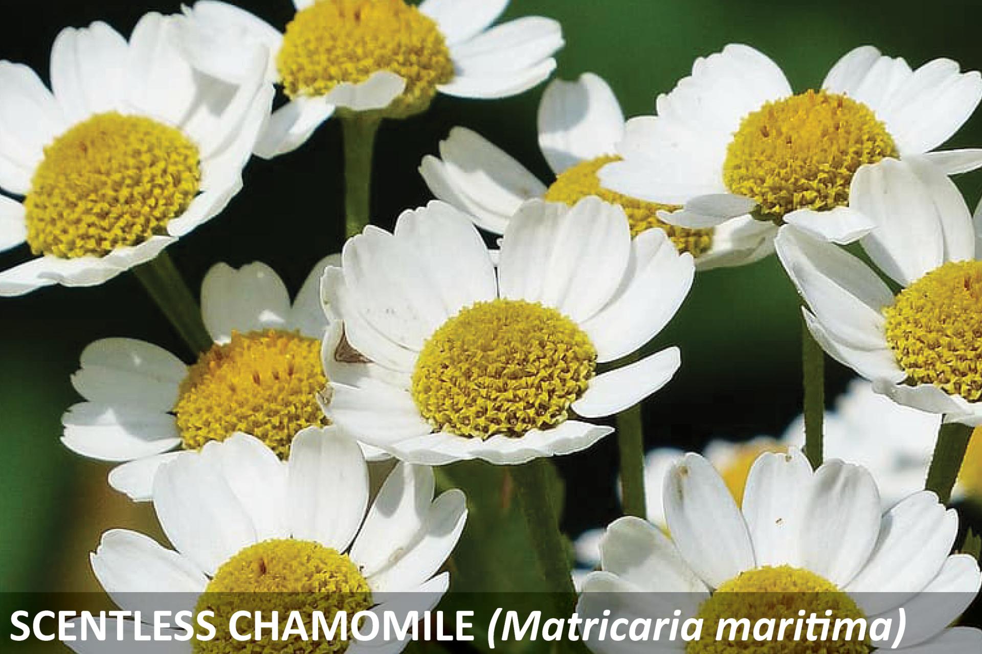 A bunch of fully blooming scentless chamomile. There are flowers with short white petals.