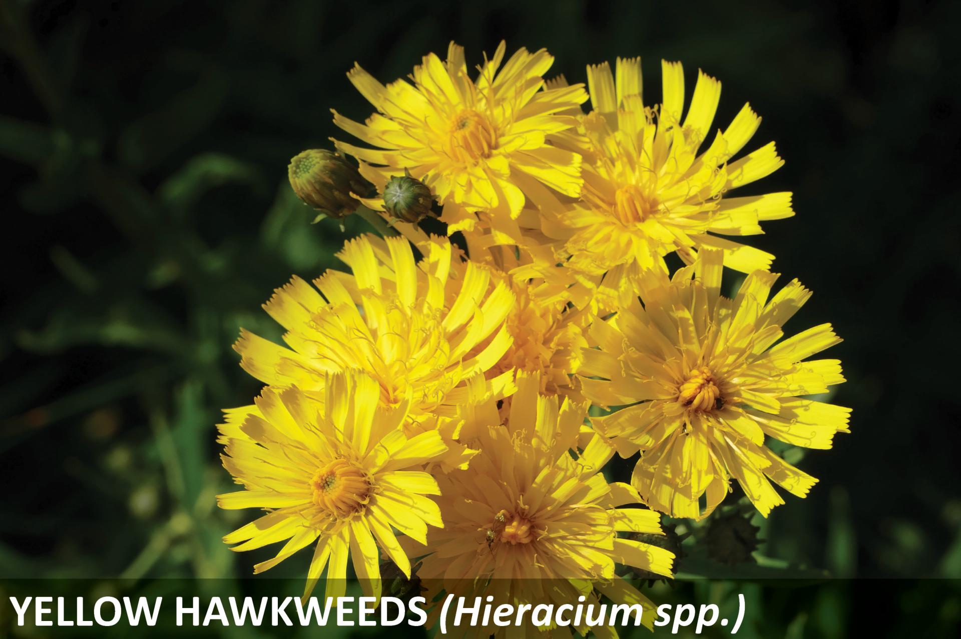 Blooming Yellow Hawkweeds. There are a bunch of yellow flowers.